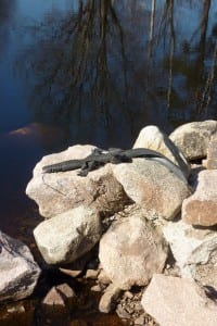 jämtländisches Flusskrokodil "Kaiman swedensis forma oxa" jämtländisches Flusskrokodil "Kaiman swedensis forma oxa"
