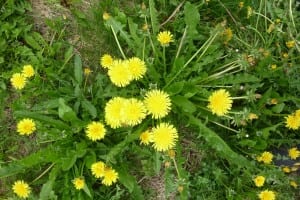 Ende Mai...endlich Frühling in Finnland ! Ende Mai...endlich Frühling in Finnland !