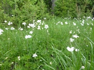 Sumpfblumen am Wegesrand