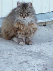 Diese Edelkatze von Marje ist 26 Jahre alt