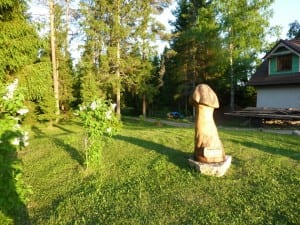 Ein einziger Pilz in Estland kann eine Familie 2 Wochen lang ernähren