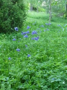 Campanulawiese (Glockenblumen)