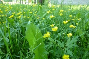 Butterblumenwiese