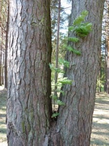 Bäumchen im Baum Bäumchen im Baum
