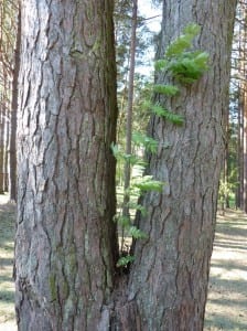 Bäumchen im Baum