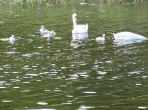 Die masurische Großfamilie "Schwan" macht uns ihre Aufwartung Die masurische Großfamilie "Schwan" macht uns ihre Aufwartung