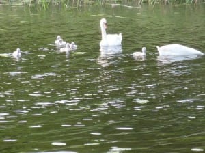 Die masurische Großfamilie "Schwan" macht uns ihre Aufwartung