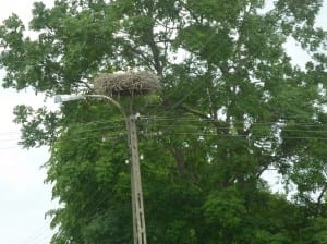 Storchennester gibt es in allen Dörfern