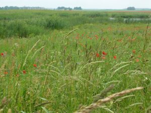 Landschaft am Wegrand Landschaft am Wegrand
