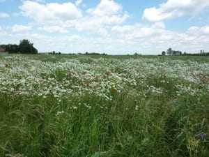 Himmel über Ostpreußen