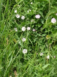 Diese wohlriechenden Feldrandblumen haben es verdient beachtet zu werden Diese wohlriechenden Feldrandblumen haben es verdient beachtet zu werden