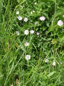 Diese wohlriechenden Feldrandblumen haben es verdient beachtet zu werden