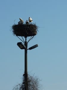 Der Klapperstorch hat auch in Westbrandenburg Hochsaison