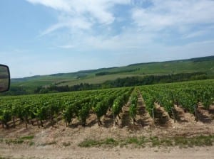 Blauer Himmel über den "Rosinensträuchern"