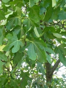 Der Feigenbaum über unserem Platz bringt süße Früchte hervor