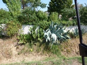 Solche Wegränder gibt es bei uns im Reinhardswald nicht