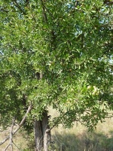 Wilder Stechapfelbaum