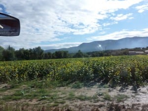 Sonnenblumenfelder begleiten uns seit Stunden