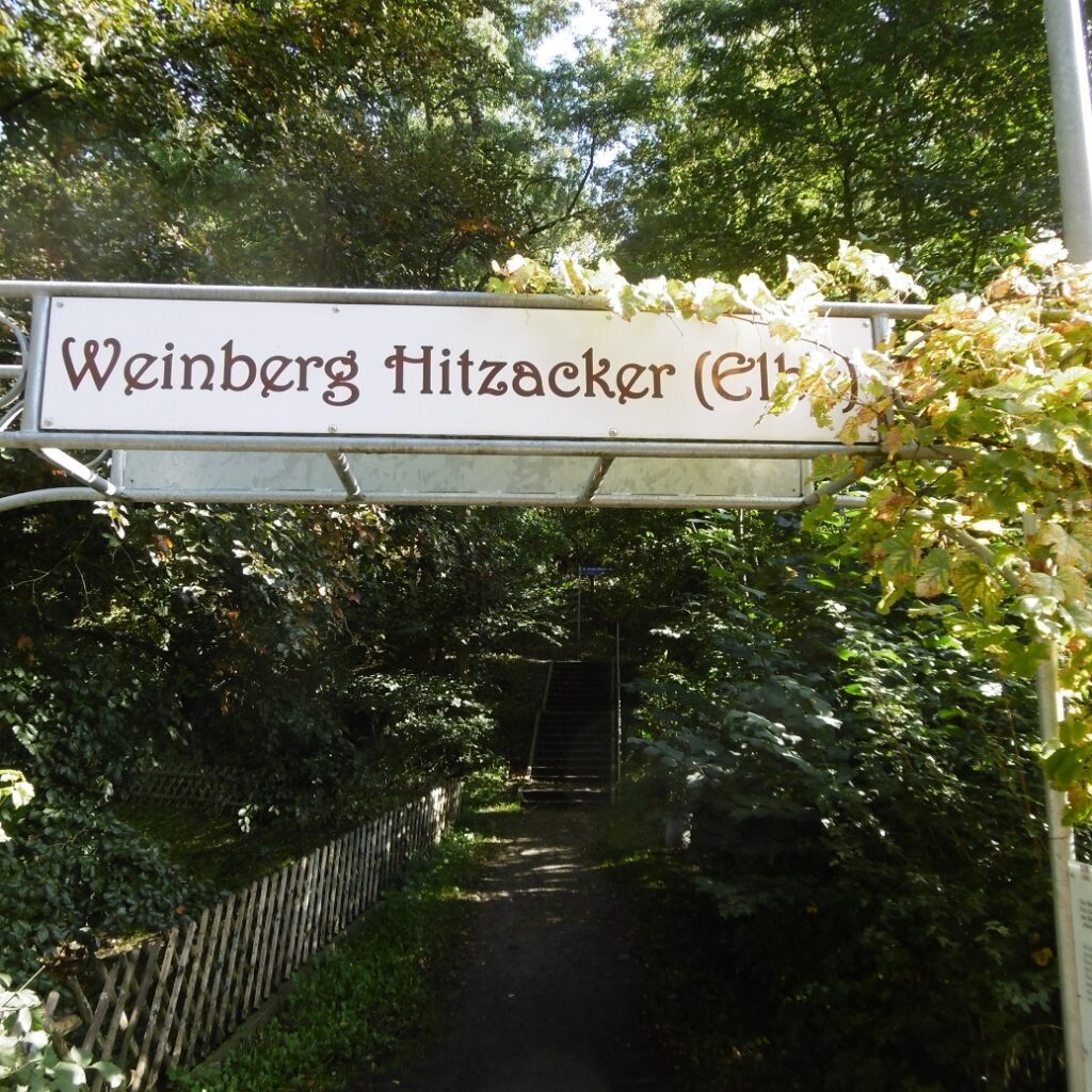 18 Deutschlands nördlichster Weinberg