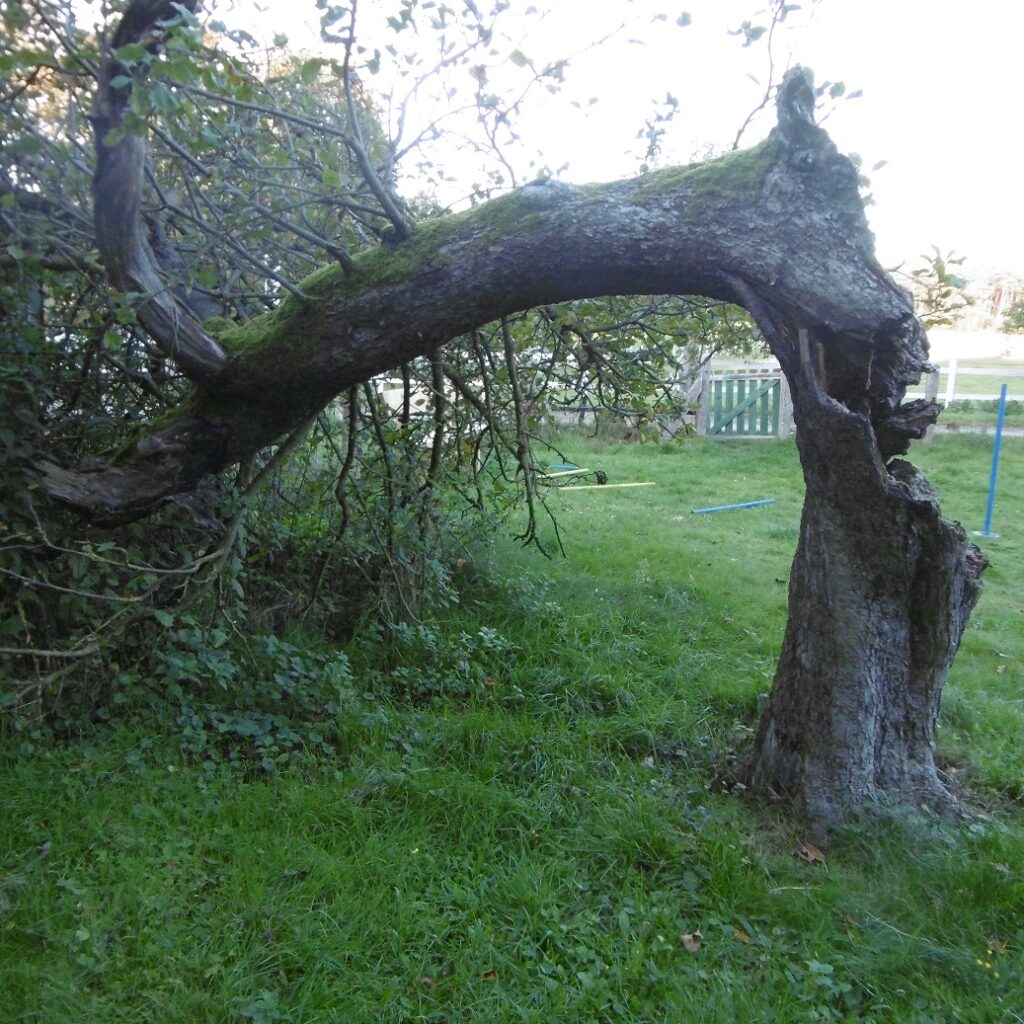 20 Grünender Apfelbaum