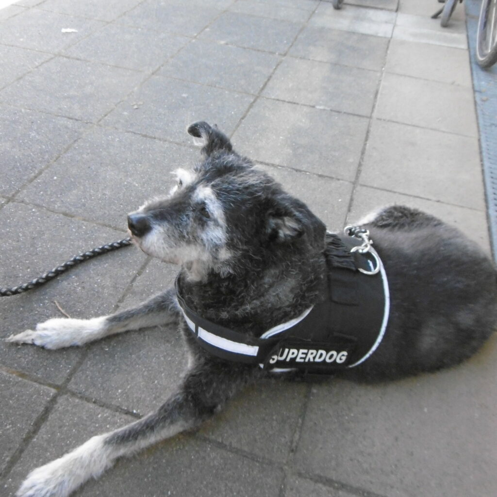 15 Unsere Rüdin Lexi