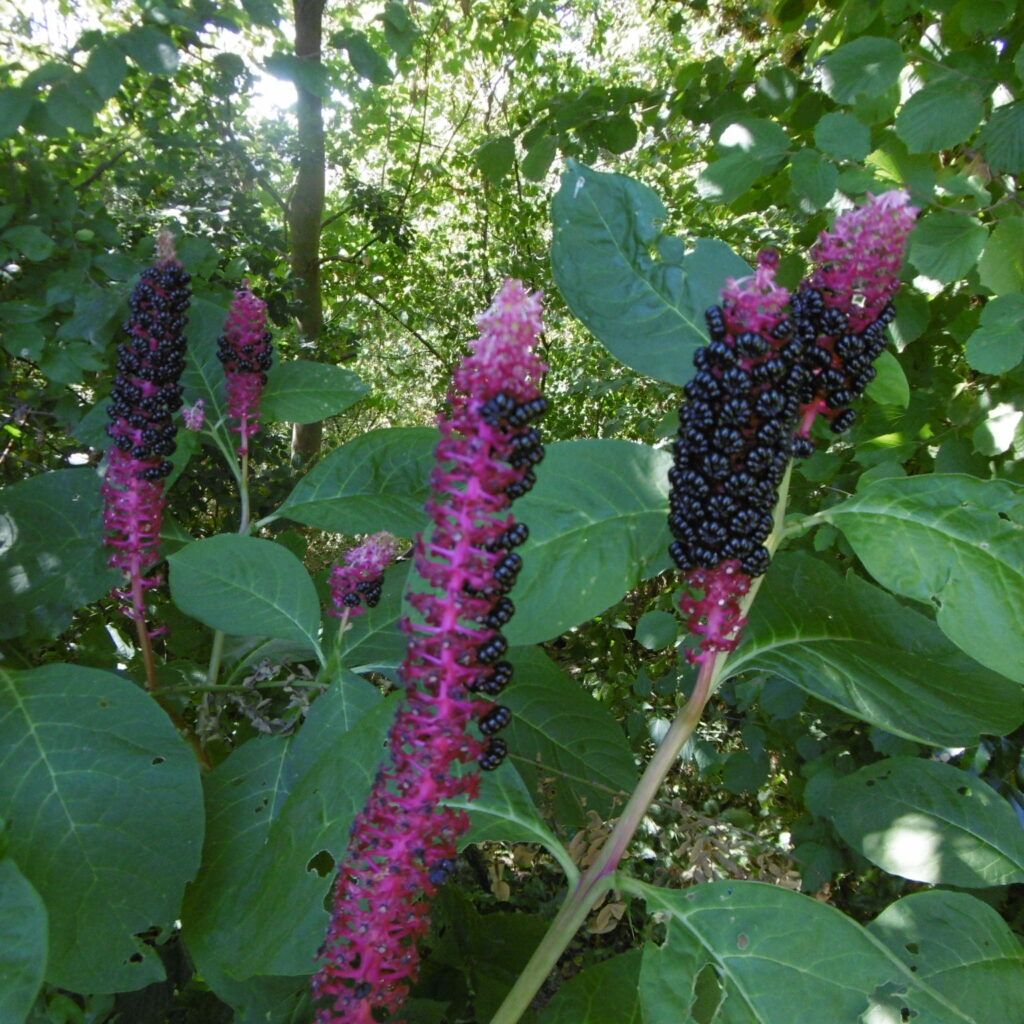 23 seltenes Gewächs